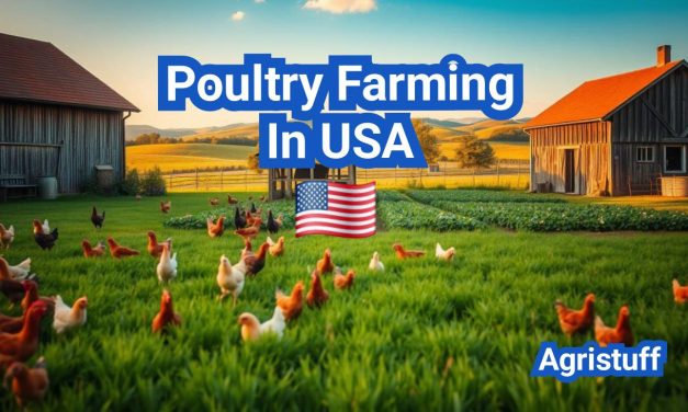 Poultry Farming In USA: A Comprehensive Guide