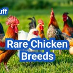Rare Chicken Breeds: Unique Poultry for Enthusiasts