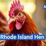 Rhode Island Hen: America’s Favorite Layer Chicken Breed