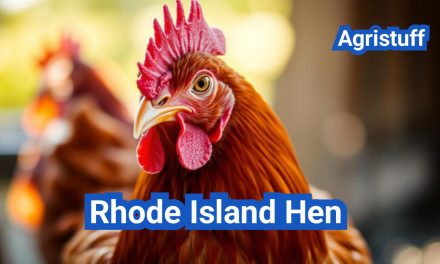 Rhode Island Hen: America’s Favorite Layer Chicken Breed