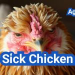 Sick Chicken Care: How to Identify & Treat Poultry Diseases