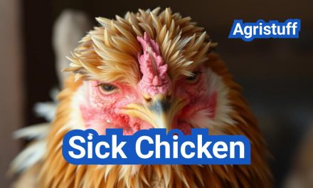 Sick Chicken Care: How to Identify & Treat Poultry Diseases