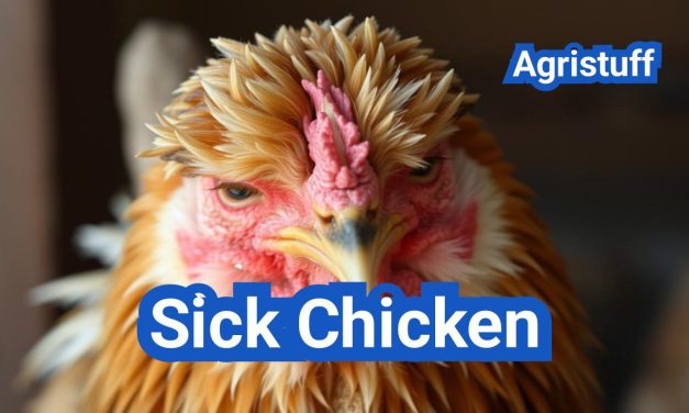Sick Chicken Care: How to Identify & Treat Poultry Diseases