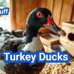 Raising Turkey Ducks: Unique Poultry Choices for Farms