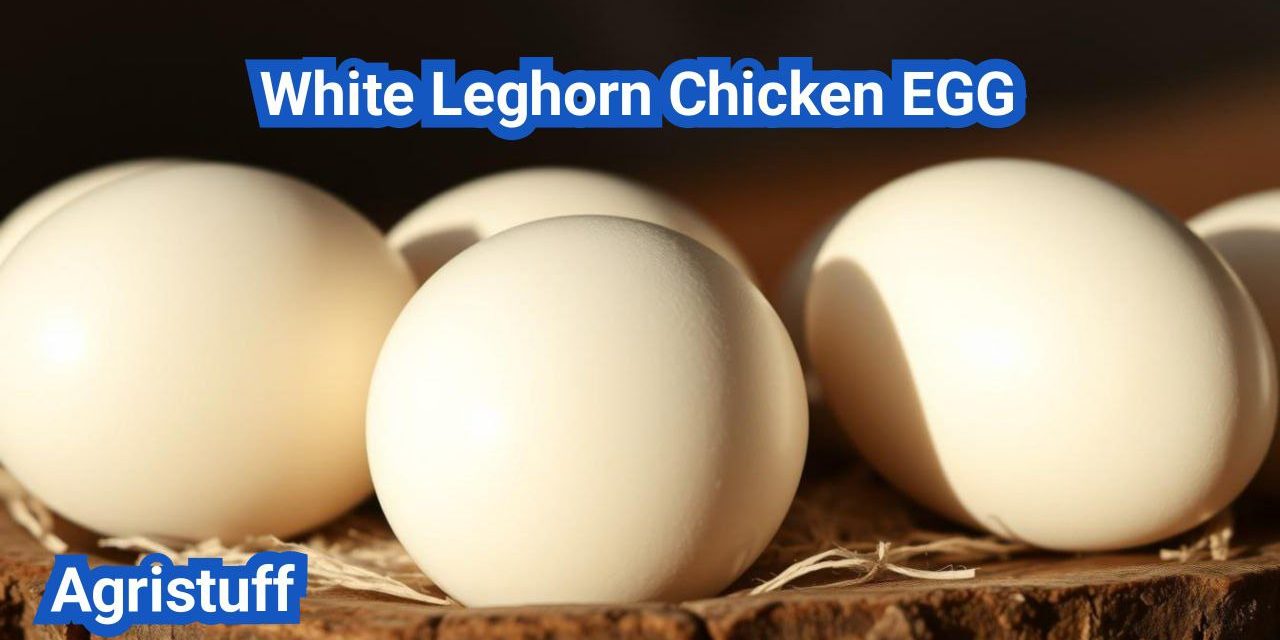 White Leghorn Chicken: The Best Egg Producer Breed Explained