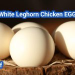 White Leghorn Chicken: The Best Egg Producer Breed Explained