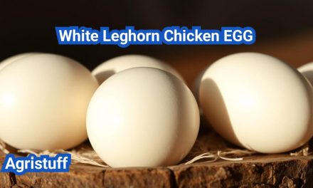 White Leghorn Chicken: The Best Egg Producer Breed Explained