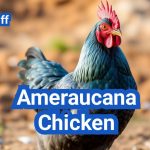 Ameraucana Chicken: America’s Famous Blue Egg Layers