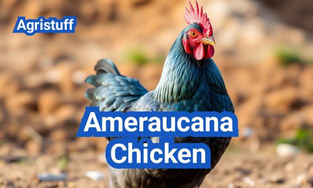 Ameraucana Chicken: America’s Famous Blue Egg Layers