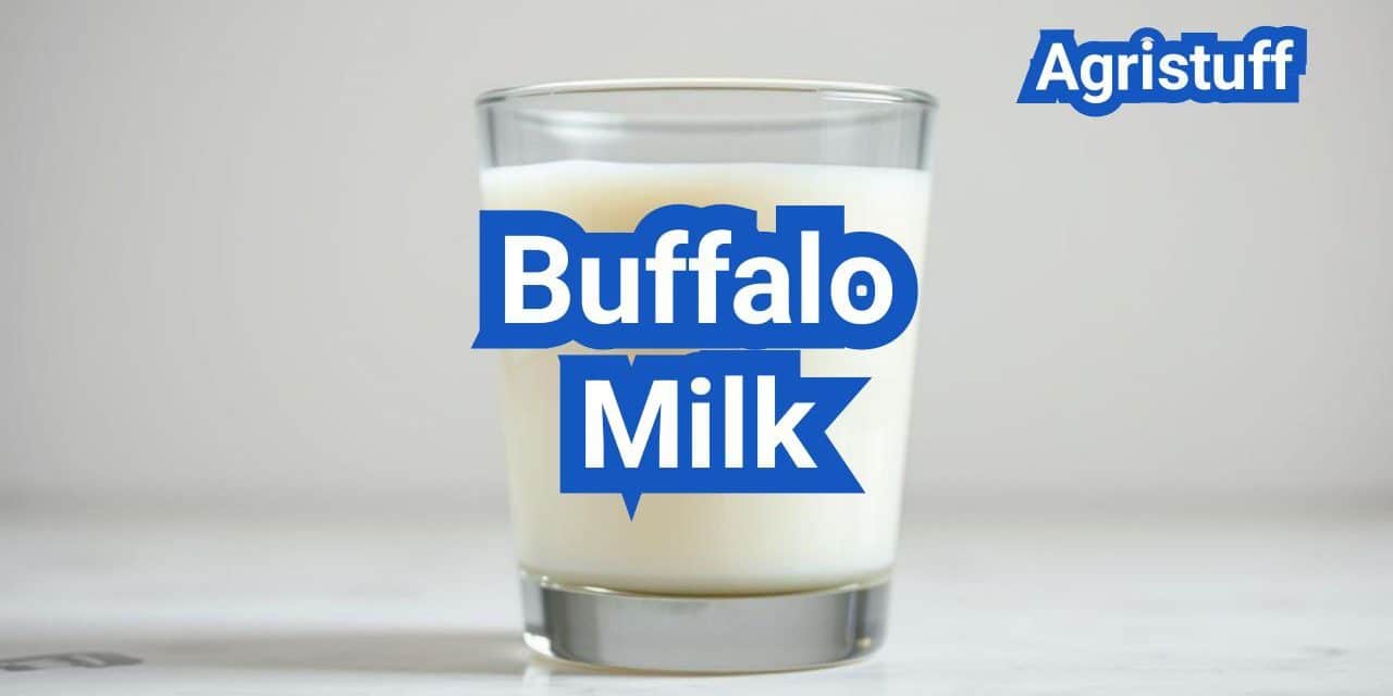Buffalo Milk: Composition, Taste, and Where to Find It in the U.S.