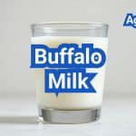 Buffalo Milk: Composition, Taste, and Where to Find It in the U.S.