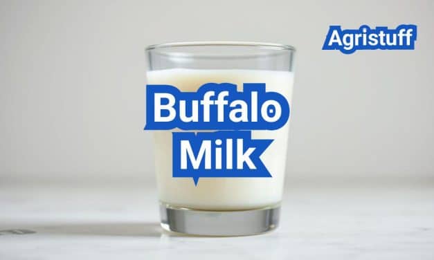 Buffalo Milk: Composition, Taste, and Where to Find It in the U.S.