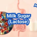 Milk Sugar (Lactose): Digestion, Intolerance, and Low-Lactose Options