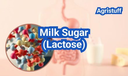 Milk Sugar (Lactose): Digestion, Intolerance, and Low-Lactose Options