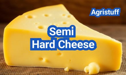 Semi Hard Cheese: Meaning, Characteristics, Making, Types, List, Examples And Uses