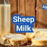 Sheep Milk: Nutrition, Cheeses, and U.S. Availability