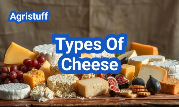 Types Of Cheese: Everything You Need to Know