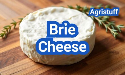 Brie Cheese: History, Types, Processing Steps, Equipment And Uses