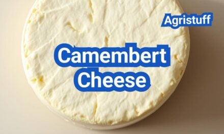 Camembert Cheese: History, Types, Processing Steps, Equipment And Uses
