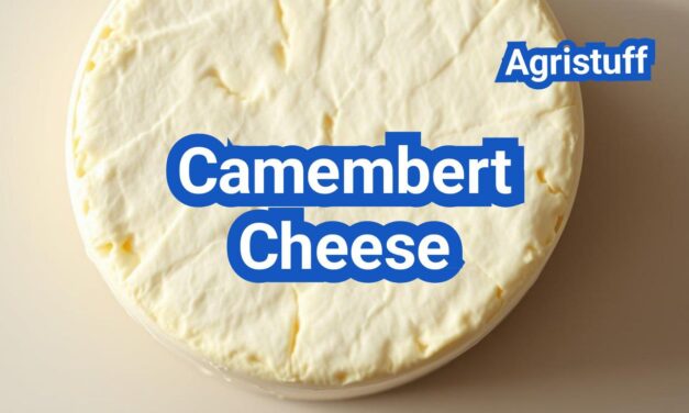 Camembert Cheese: History, Types, Processing Steps, Equipment And Uses