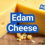 Edam Cheese: History, Types, Processing Steps , Equipment And Uses