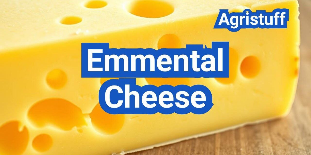 Emmental Cheese: History, Types, Processing Steps, Equipment And Uses