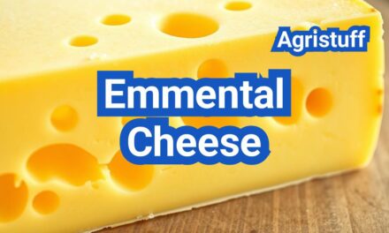 Emmental Cheese: History, Types, Processing Steps, Equipment And Uses