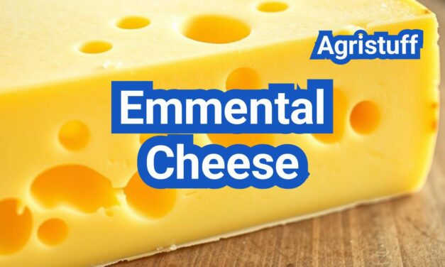 Emmental Cheese: History, Types, Processing Steps, Equipment And Uses