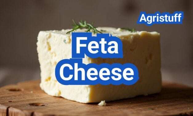 Feta Cheese: Everything You Need to Know