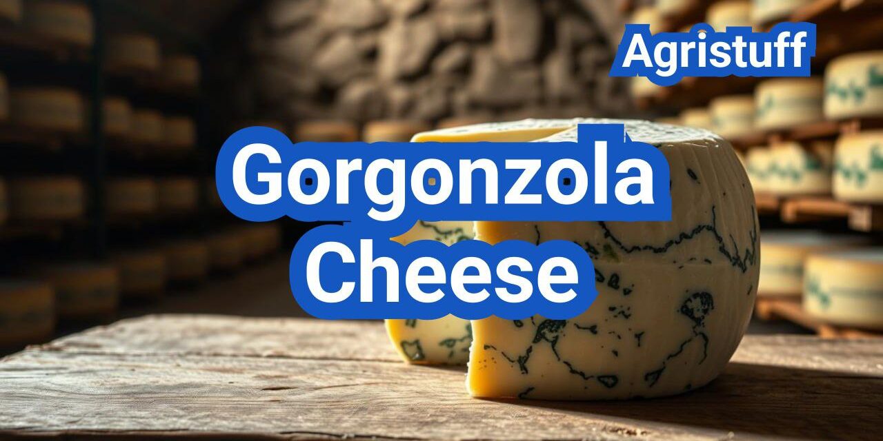Gorgonzola Cheese: History, Types, Processing Steps, Equipment And Uses