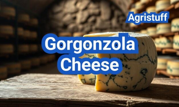 Gorgonzola Cheese: History, Types, Processing Steps, Equipment And Uses