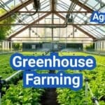 Greenhouse Farming: Climate Control, Cropping Plans, and Yield Economics