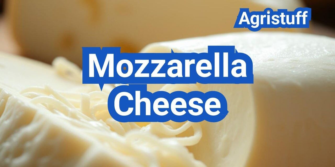 Mozzarella Cheese: History, Types, Processing Steps, Equipment And Uses