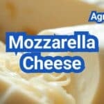 Mozzarella Cheese: History, Types, Processing Steps, Equipment And Uses
