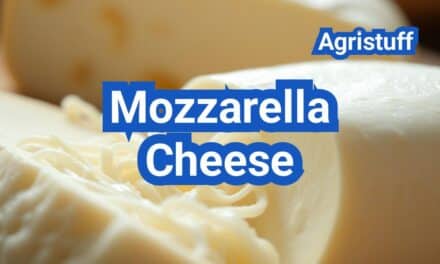 Mozzarella Cheese: History, Types, Processing Steps, Equipment And Uses