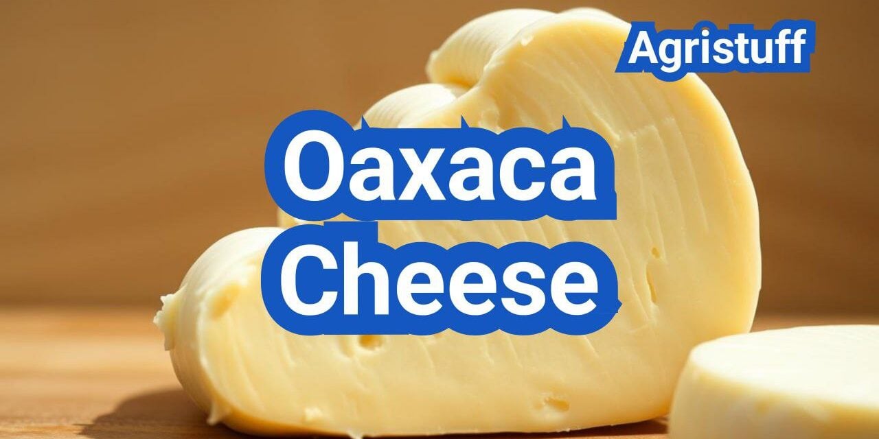 Oaxaca Cheese: Stretch, Melt, and Best Mexican Dishes