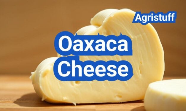 Oaxaca Cheese: Stretch, Melt, and Best Mexican Dishes