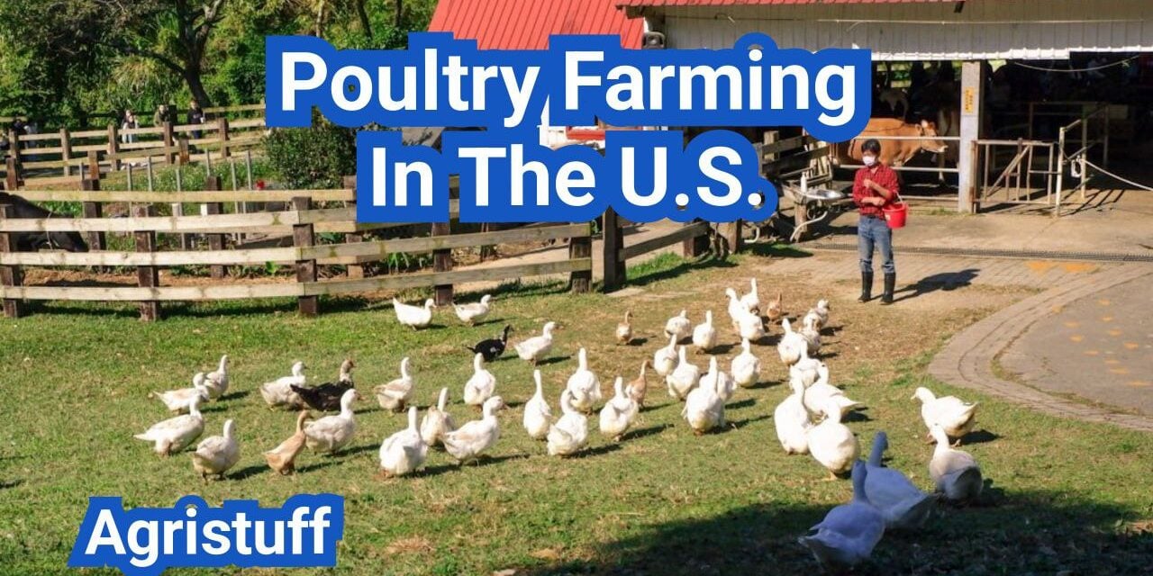 Poultry Farming In The U.S.: Everything You Need to Know