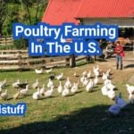 Poultry Farming In The U.S.: Everything You Need to Know