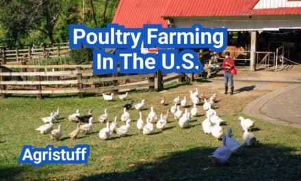 Poultry Farming In The U.S.: Everything You Need to Know