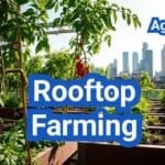 Rooftop Farming: Load, Irrigation, and Crop Choices for City Roofs