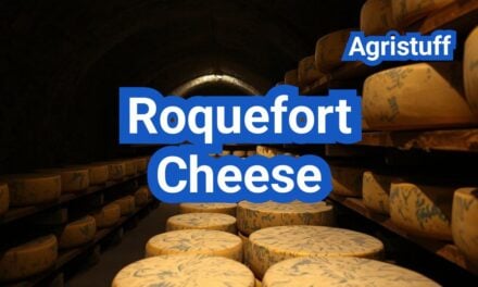 Roquefort Cheese: History, Types, Processing Steps, Equipment And Uses