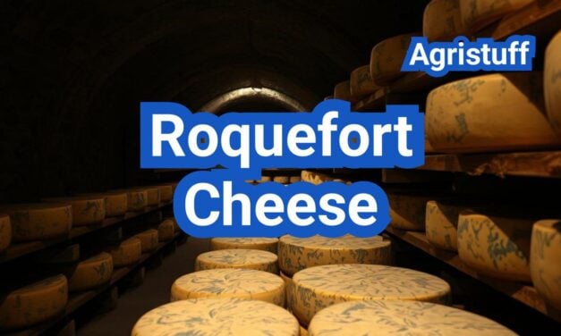 Roquefort Cheese: History, Types, Processing Steps, Equipment And Uses