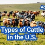 Different Types of Cattle in the U.S.: Beef, Dairy, and Dual-Purpose Breeds Explained