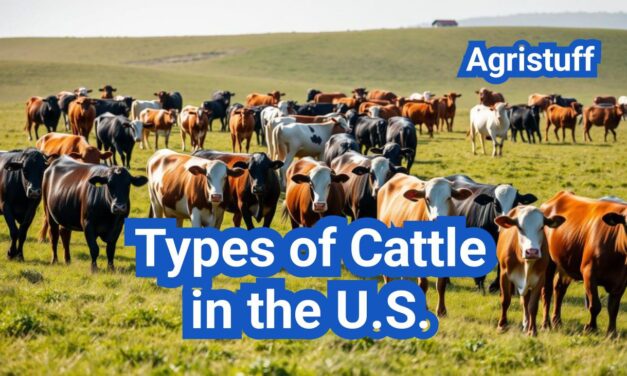 Different Types of Cattle in the U.S.: Beef, Dairy, and Dual-Purpose Breeds Explained
