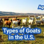 Different Types of Goats in the U.S.: Meat, Dairy, Fiber, and Mini Breeds