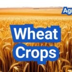 Wheat Crops: Varieties, Planting Rates, and Disease Management by Region