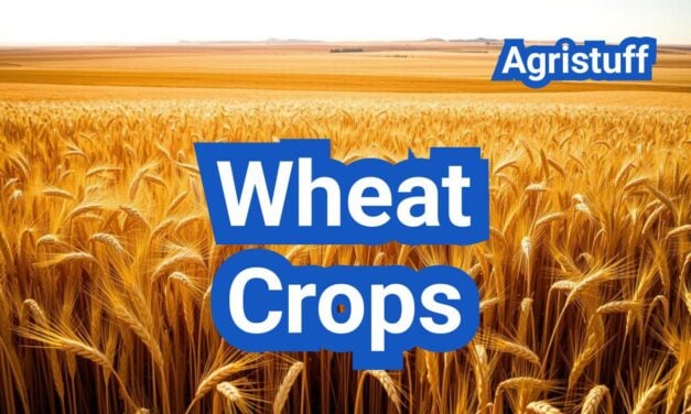Wheat Crops: Varieties, Planting Rates, and Disease Management by Region