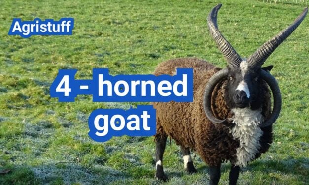 Four-Horned Goats (Jacob): Breed Traits, Care, and Where to Find Them
