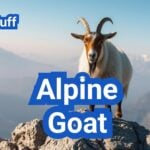 Alpine Goat: History, Origin, Characteristics, Breeding And Uses